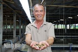 Đưa ốc hương lên bể, mở hướng nuôi hiệu quả kinh tế cao