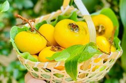 Nồng nàn hương thị mùa thu