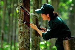 Ngày 23/8: Giá cao su tiếp tục tăng trên các sàn giao dịch châu Á