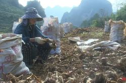 Lời giải cho sản phẩm dong riềng