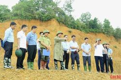Khi cây vầu có thể trở thành vật liệu kết cấu