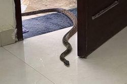 3 điều tuyệt đối không làm khi nhìn thấy rắn