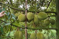 Lâm Đồng rà soát, tổ chức lại vùng nguyên liệu sầu riêng
