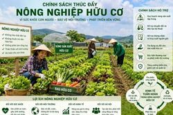 Thiết kế chính sách trong phát triển nông nghiệp hữu cơ