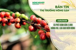 Thị trường nông sản 23/8/2026: Cà phê giảm gần 2.000 đồng/kg, lúa gạo biến động trái chiều