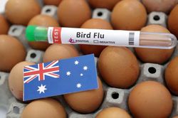 Australia lần đầu phát hiện H5N1 ở động vật có vú
