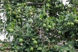 Mẹo trồng chanh sai trĩu cành và vị trí đặt cây 'gọi tiền' về cho gia chủ theo quan niệm dân gian