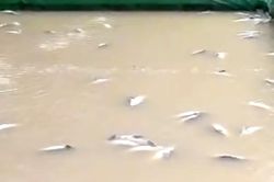 Cá tầm chết trắng hồ sau mưa lũ, người dân Lạng Sơn thiệt hại tiền tỷ
