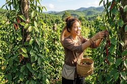 Giá hồ tiêu hôm nay 24.8.2026: Cao nhất 139.000 đồng/kg