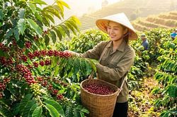 Giá cà phê hôm nay 24.8.2026: Trong nước và thế giới cùng giữ giá