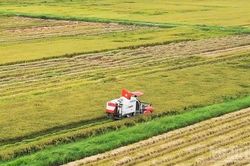 Nông dân Quảng Trị chạy đua với thời tiết thu hoạch lúa hè thu