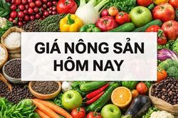 Giá nông sản hôm nay 24/8/2026 : Giá cà phê trong nước vẫn tăng, sức ép từ sàn quốc tế đè nặng; Khoản hoàn thuế quan đối ứng của Mỹ đã vượt nguồn thu