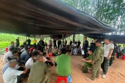 Tây Ninh triệt phá sới đá gà giữa vườn cao su, bắt quả tang 40 người