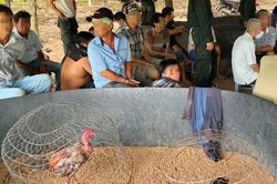 Hành trình phá sới đá gà, bắt 40 người giữa vườn cao su ở Tây Ninh