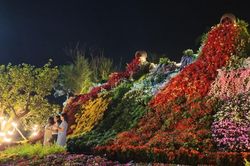 Ngàn hoa đại ngàn khoe sắc giữa phố biển Quy Nhơn