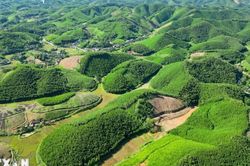Thành lập Quỹ Bảo vệ và phát triển rừng Việt Nam ở Trung ương