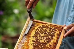 Hoa Kỳ rà soát thuế phòng vệ thương mại với pin mặt trời, mật ong, túi dệt Việt Nam