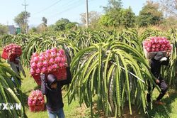 Lâm Đồng: Kinh tế tư nhân tạo lực đẩy cho mục tiêu tăng trưởng hai con số