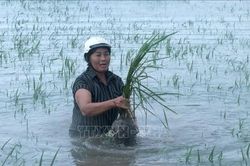 Ảnh hưởng bão số 4: Hưng Yên có hơn 3.600 ha lúa bị ngập úng