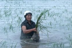 Ảnh hưởng bão số 4: Hưng Yên có hơn 3.600 ha lúa bị ngập úng