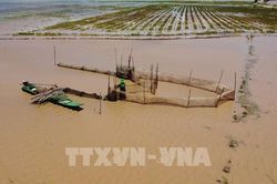 Đồng Tháp mở cống đón nước lũ vào đồng ruộng