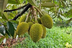 Sầu riêng: Từ 'ngôi sao' xuất khẩu đến phép thử của thị trường