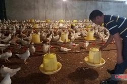 Thách thức và cơ hội cho kinh tế tuần hoàn trong ngành chăn nuôi