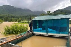Nước sông Lò dâng cao, người nuôi cá lồng khẩn trương di dời lồng cá