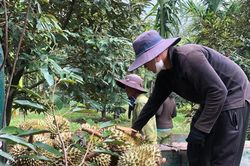 Sầu riêng qua cơn sốt giá