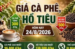 Giá cà phê, hồ tiêu hôm nay 24/8: Cà phê đồng loạt tăng 300 đồng/kg