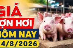 Giá lợn hơi hôm nay 24/8/2026: Chỉ còn 3 địa phương ở mức 56.000 đồng/kg