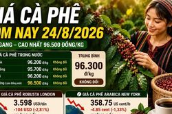 Giá cà phê hôm nay 24/8 chưa phục hồi, Robusta vẫn dưới 3.600 USD/tấn