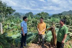 Xót xa những đồi chuối bị mưa giông quật đổ ở Mường Khương