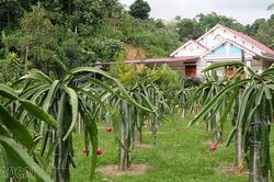 Trồng rừng gắn với chăn nuôi hiệu quả
