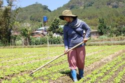 Phụ nữ dân tộc thiểu số Lâm Đồng vươn lên phát triển kinh tế
