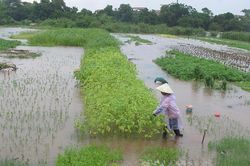 Bão số 4 gây mưa lớn, lũ sông ở Ninh Bình dâng cao, nhiều nơi ngập úng