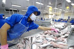 Biến phụ phẩm cá tra thành sản phẩm giá trị cao