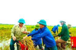Hà Tĩnh hỗ trợ thu hoạch lúa bị đổ sau mưa lớn