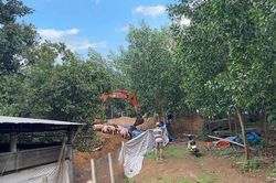 Tiêu hủy gần 3.000 con lợn nhiễm chất cấm Salbutamol