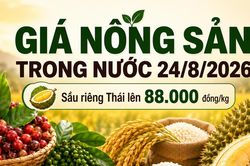 Giá nông sản trong nước 24/8: Sầu riêng Thái lên 88.000 đồng/kg, cà phê giữ vùng cao