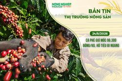 Thị trường nông sản 24/8/2026: Cà phê giữ mốc 96.300 đồng/kg, hồ tiêu tiếp tục đi ngang