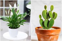 5 cây cảnh hút ẩm, khử mùi trong nhà hiệu quả