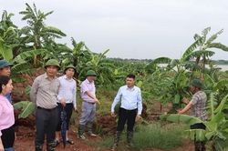 Xã Phú Xuyên trực 24/24h, tiêu úng khẩn cấp cho 230 ha lúa sau bão số 4