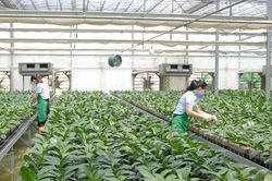 Hà Nội thúc đẩy các giải pháp phát triển nông nghiệp, bảo đảm mục tiêu tăng trưởng năm 2026