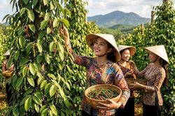 Giá hồ tiêu hôm nay 25.8 giữ vùng 136.000–138.500 đồng/kg