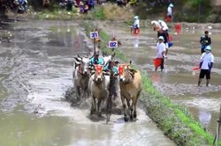 Về Bảy Núi xem đua bò, khám phá sắc màu văn hóa Khmer