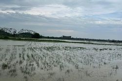 Bắc Ninh nỗ lực cứu lúa sau mưa lũ