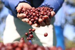 Bản tin nông sản hôm nay (25-8): Giá cà phê tăng nhẹ