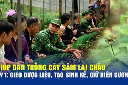 Giúp dân trồng cây sâm Lai châu (kỳ 1): Gieo dược liệu, tạo sinh kế, giữ biên cương
