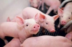 Giá heo hơi hôm nay 25/8: Giữ đà tăng nhanh, miền Bắc dẫn đầu cả nước